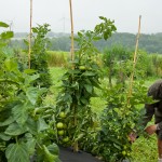 Petr Pavek, organic farmer and former mayor of Jindrijovice