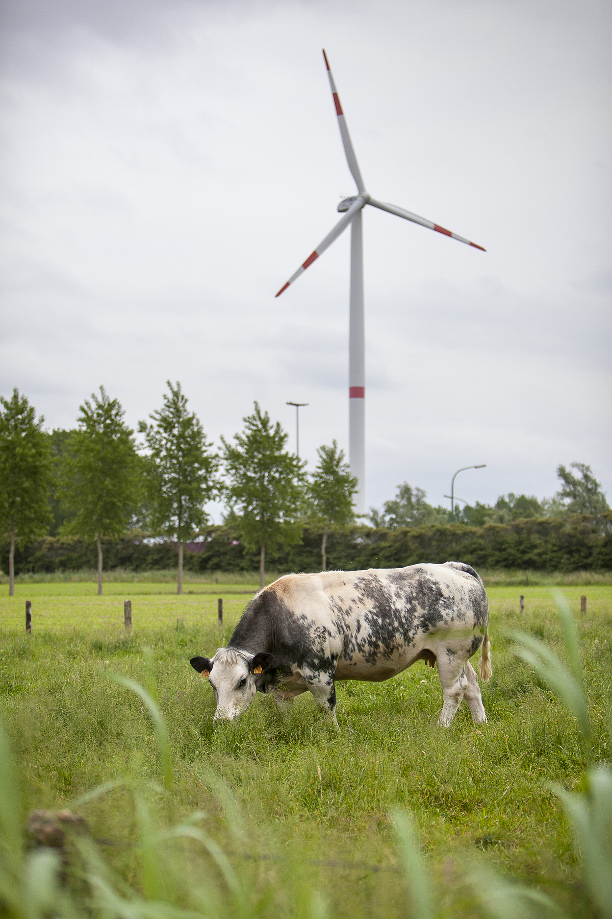 A cow happily munching by a turbine