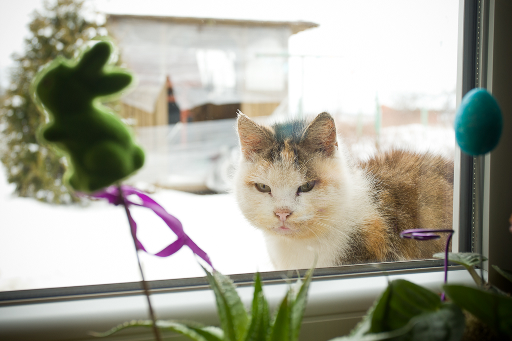 An old cat stares through the window of MirosÅawa and MieczysÅaw Horodiuk's house.